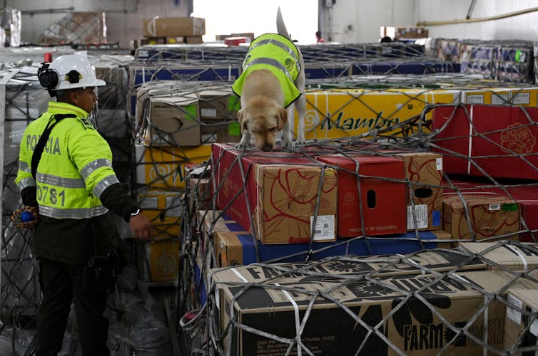 A dog in a bright yellow vest matching their trainer sniffs a cardboard box that appears to be cargo.